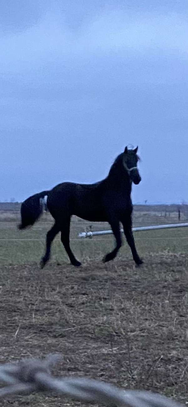 friesian-horse