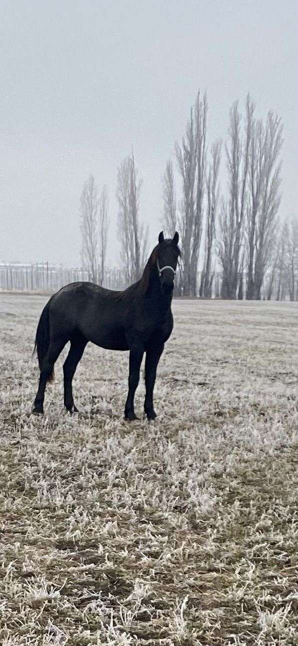 athletic-colt-friesian-horse