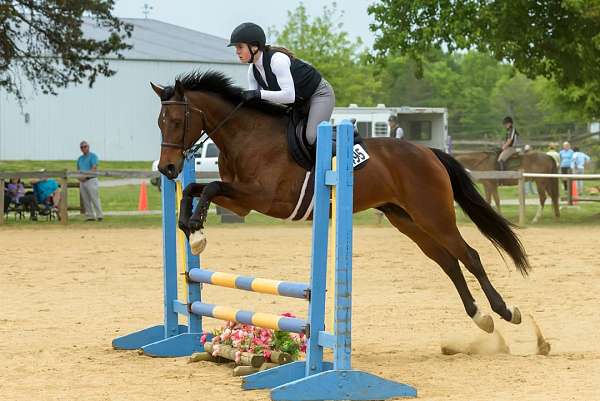 all-around-holsteiner-horse