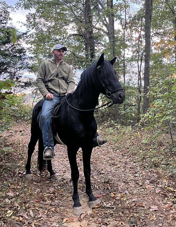 black-rocky-mountain-stallion