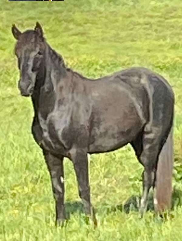 black-rmha-horse