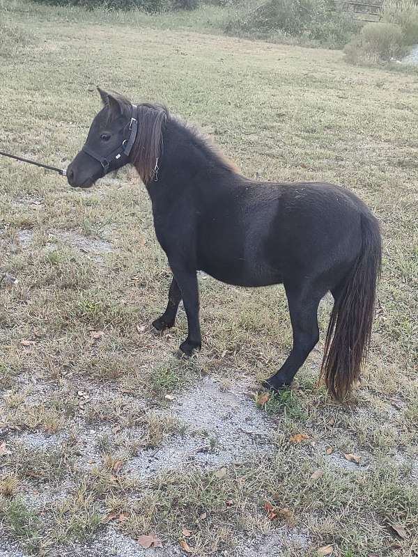 miniature-broodmare-filly