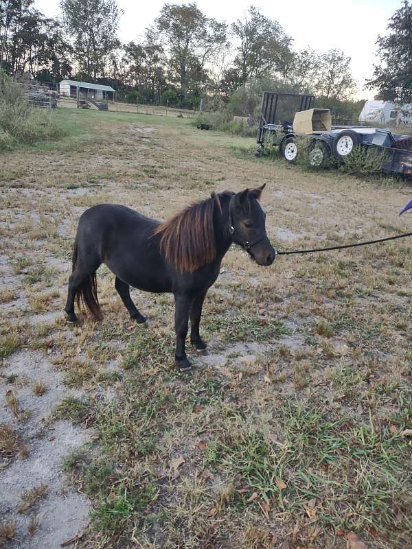 show-therapy-miniature-horse