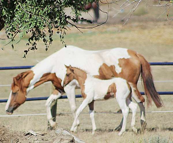 dun-factor-irish-draught-horse