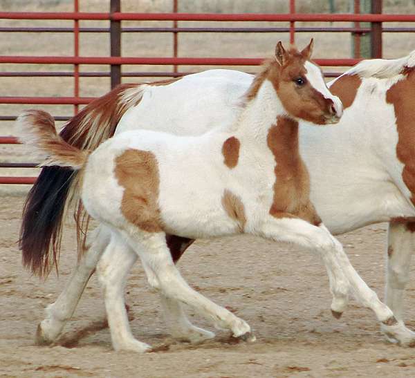 aged-irish-draught-horse