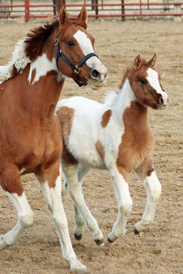 attitude-irish-draught-horse