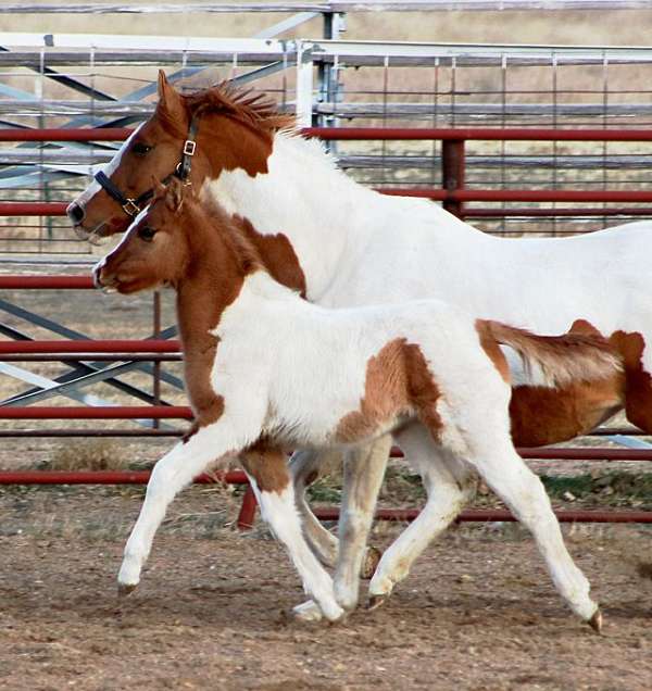 best-irish-draught-horse