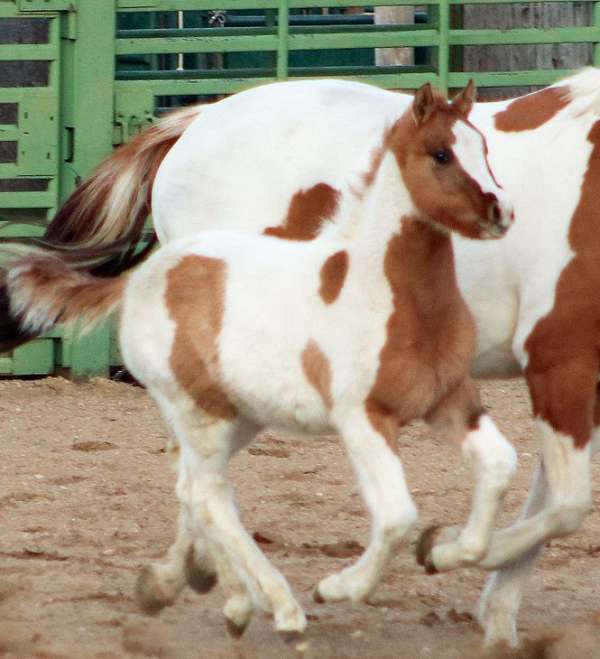 black-tobiano-irish-draught-horse