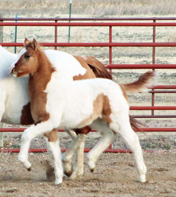 bold-irish-draught-horse