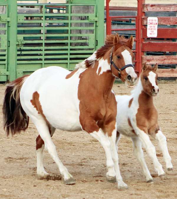 brave-irish-draught-horse