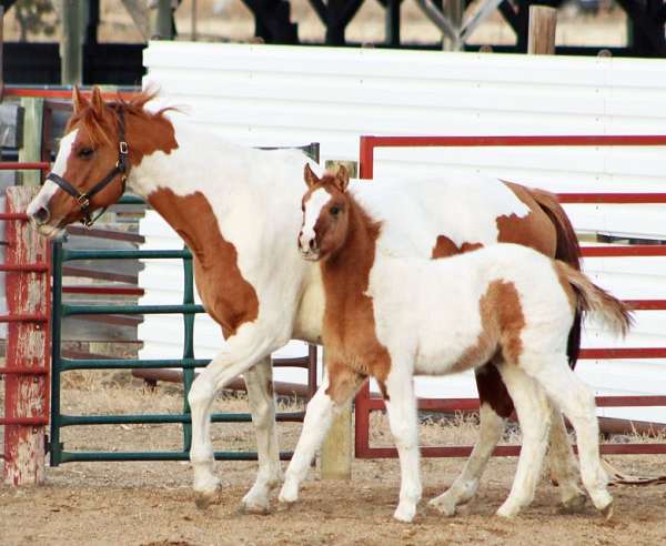 bred-to-irish-draught-horse