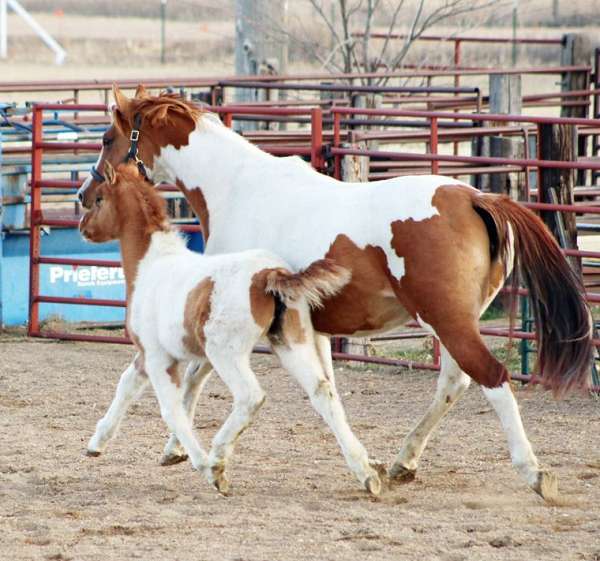 championships-irish-draught-horse