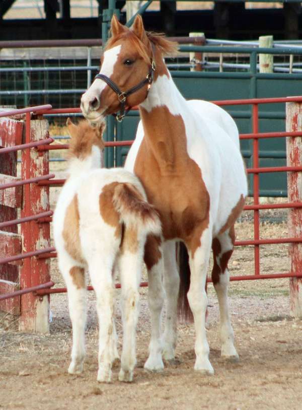 competed-irish-draught-horse