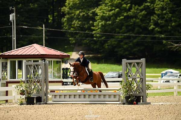 pre-childrens-welsh-pony