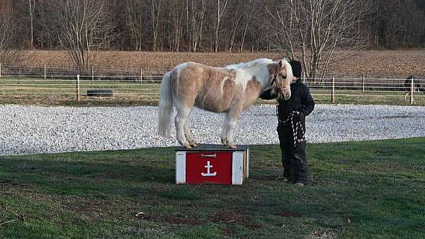 playday-pony