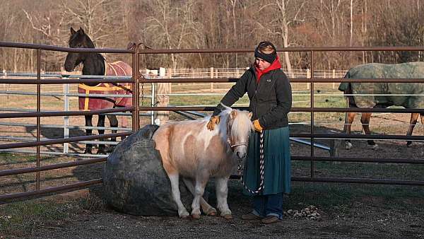 pleasure-driving-pony