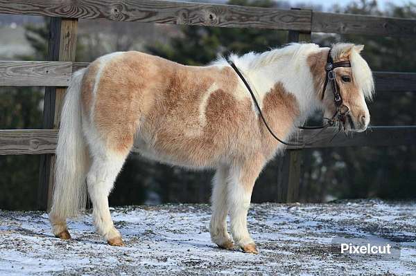 palomino-pony-gelding