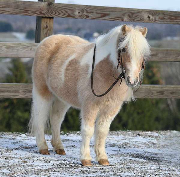 palomino-beginner-pony