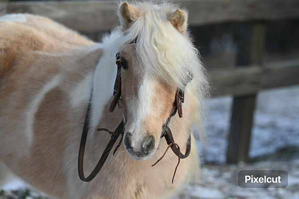 palomino-kid-safe-pony