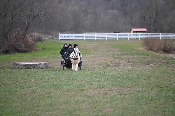 palomino-playday-pony