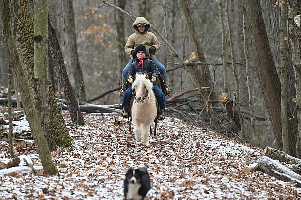 palomino-pleasure-driving-pony