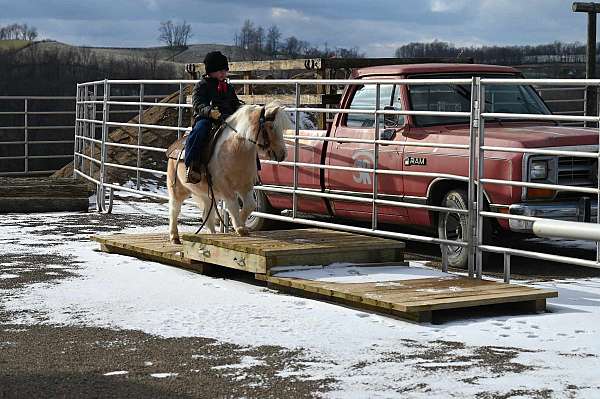 driving-gelding