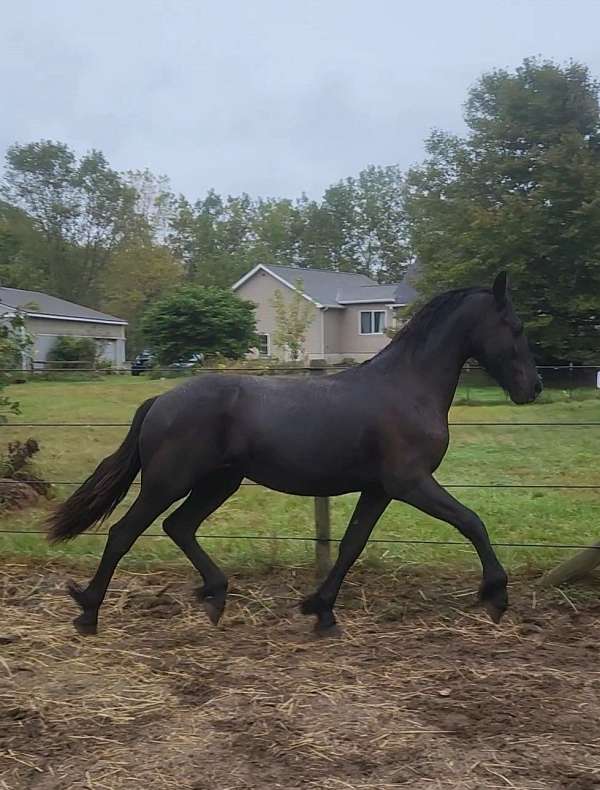 trail-horse-prospect-friesian