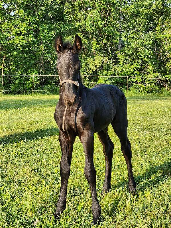 trail-horse-prospect