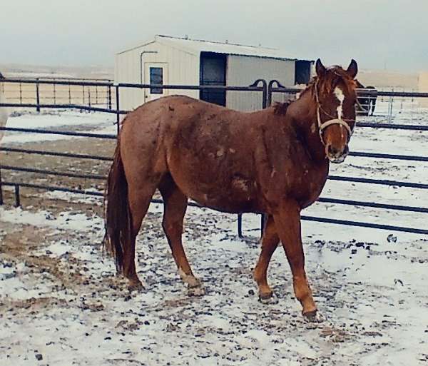 athletic-quarter-horse