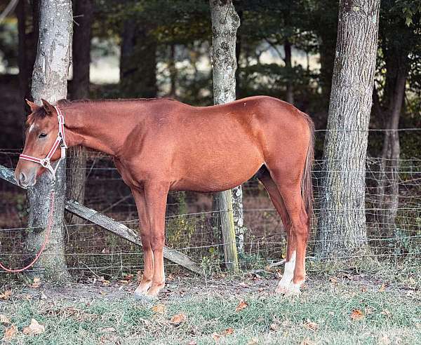 chestnut-quarter-horse-gelding