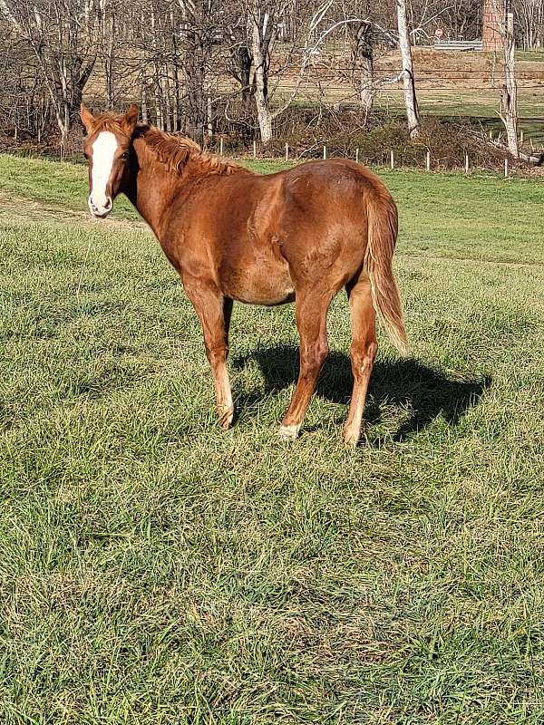 quarter-horse-filly