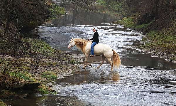 reining-quarter-horse