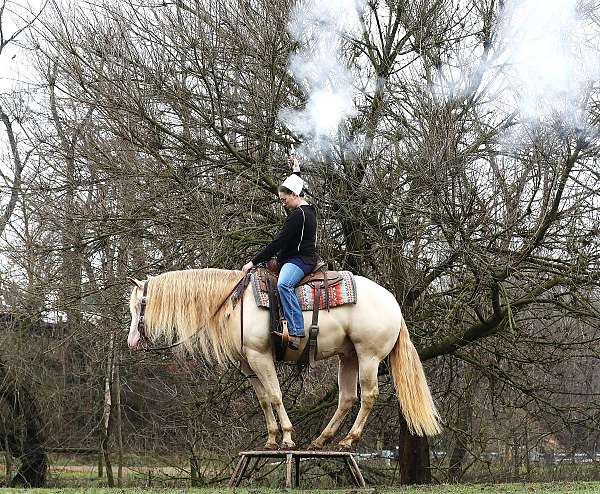 smoky-cream-gelding