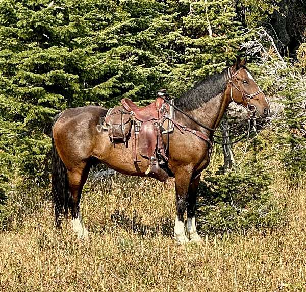 all-around-percheron-horse