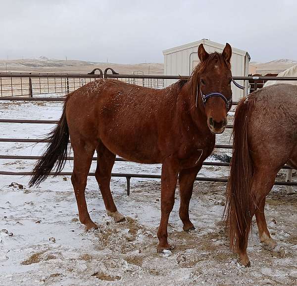 all-around-quarter-horse