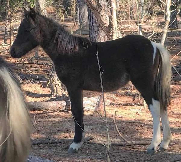 tricolored-pinto-paint-tobiano-pony