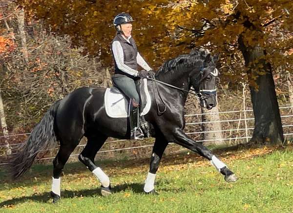 athletic-friesian-horse