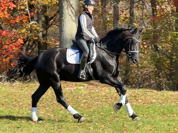 classical-friesian-horse