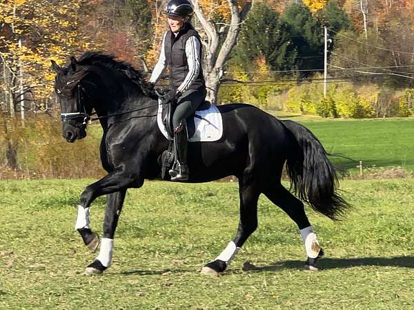 cross-friesian-horse