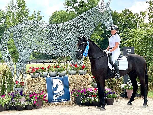 dressage-friesian-horse