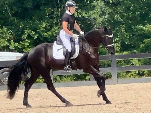 driving-friesian-horse