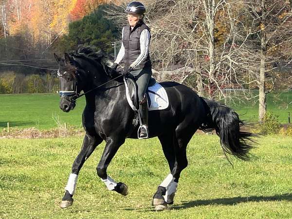 english-pleasure-friesian-horse