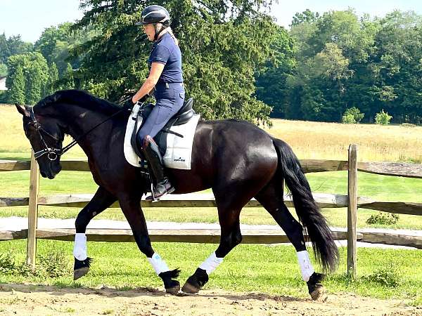 eventing-friesian-horse