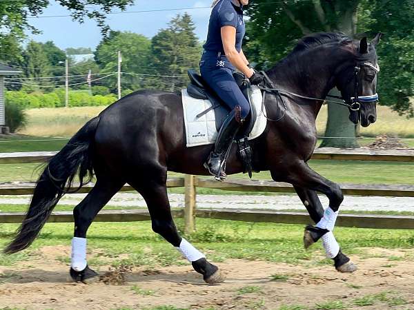 ridden-english-friesian-horse