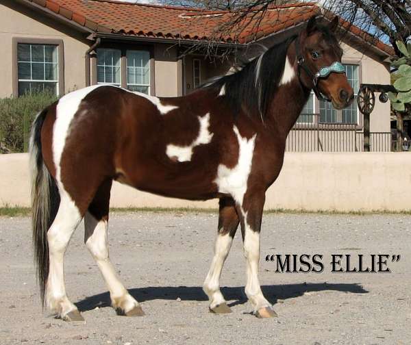 bay-tobiano-quarter-pony