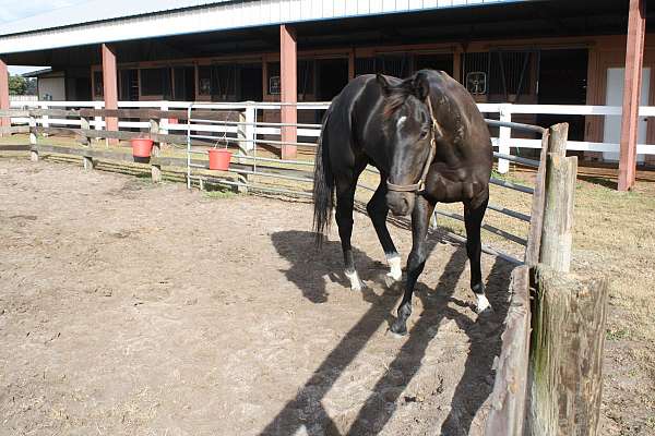 black-3-white-socks-horse