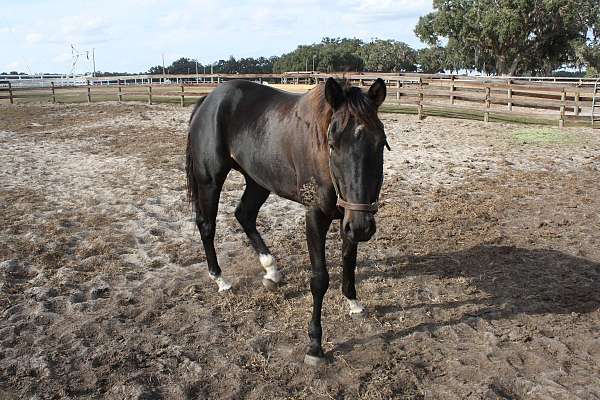 racing-thoroughbred-horse