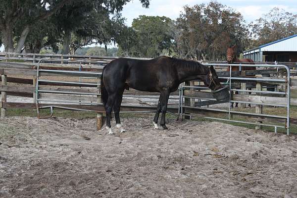 black-thoroughbred-gelding