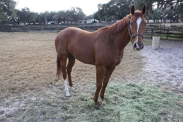 chestnut-thoroughbred-filly