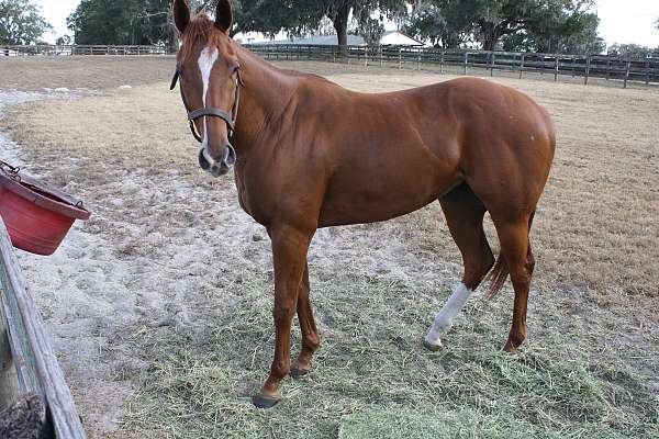 breeding-thoroughbred-horse